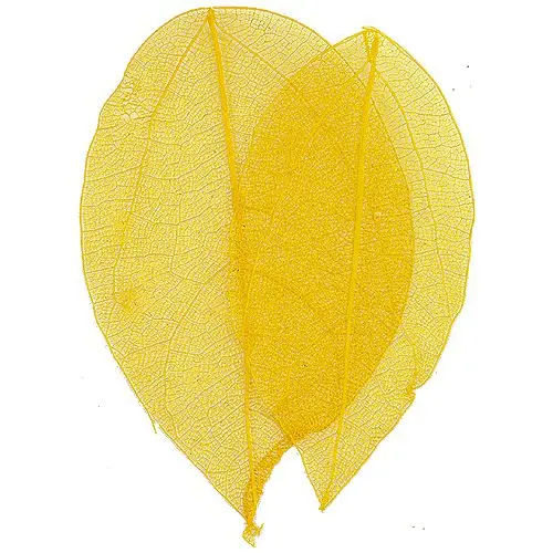 Sárga levelek körmökre – szárított